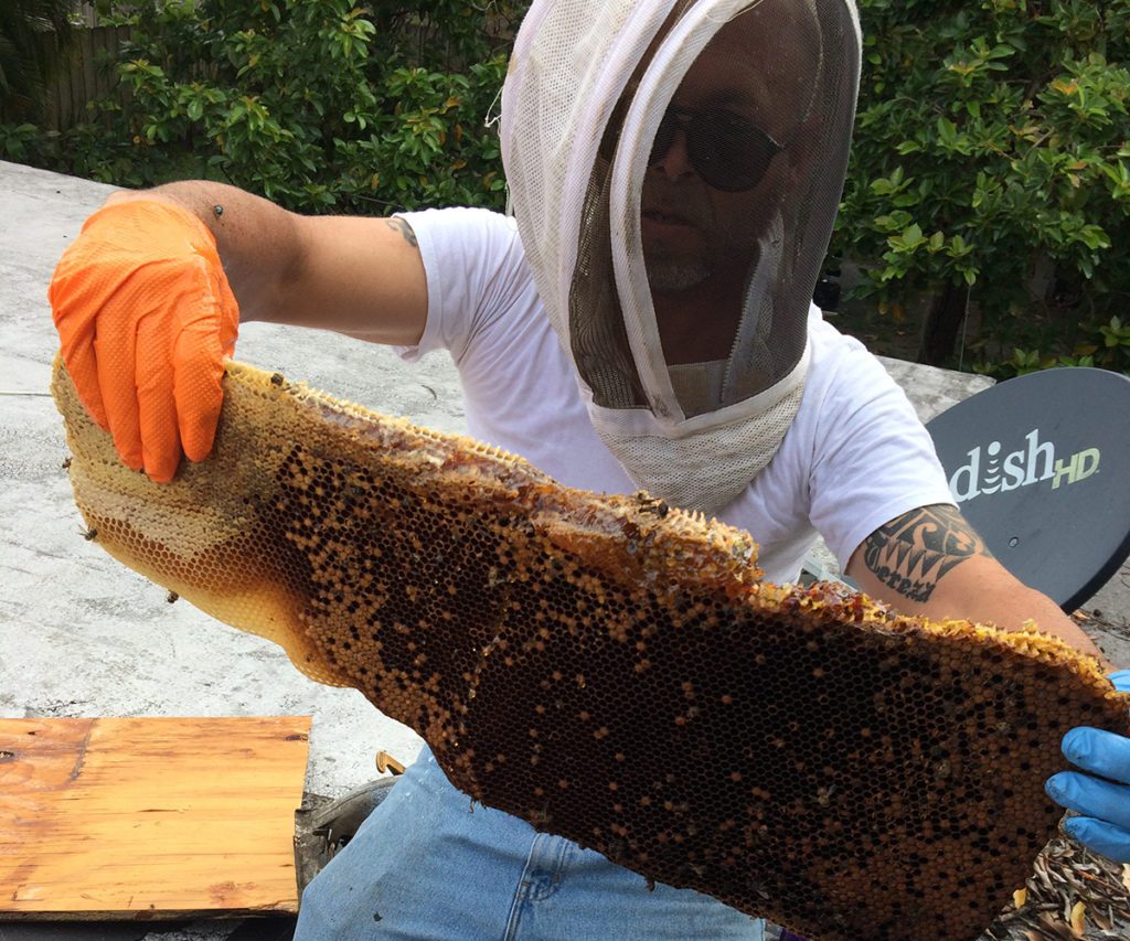 man with a protective head gear for hive holding a honey bee