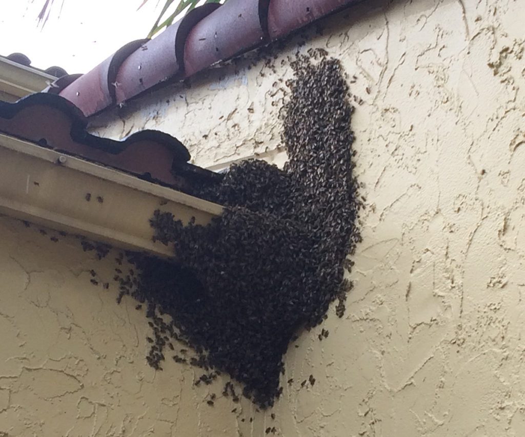 bee hanging on the wall near the roof top