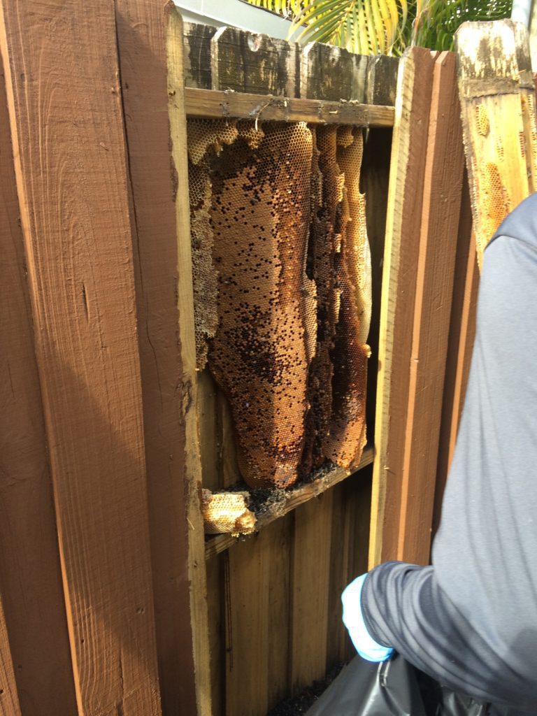 honey bee on the wooden wall