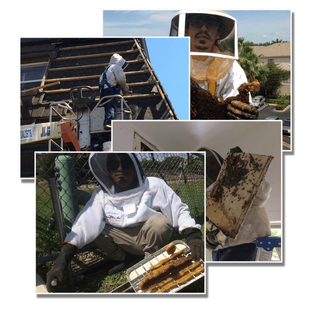 collage of pictures of a man wearing a protector suit for bees
